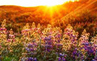 新手必看，p站助手-版权风险怎么避？别把账号交出去